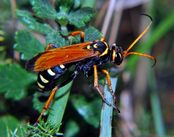 Batozonellus lacerticida M e F (Pompilidae)